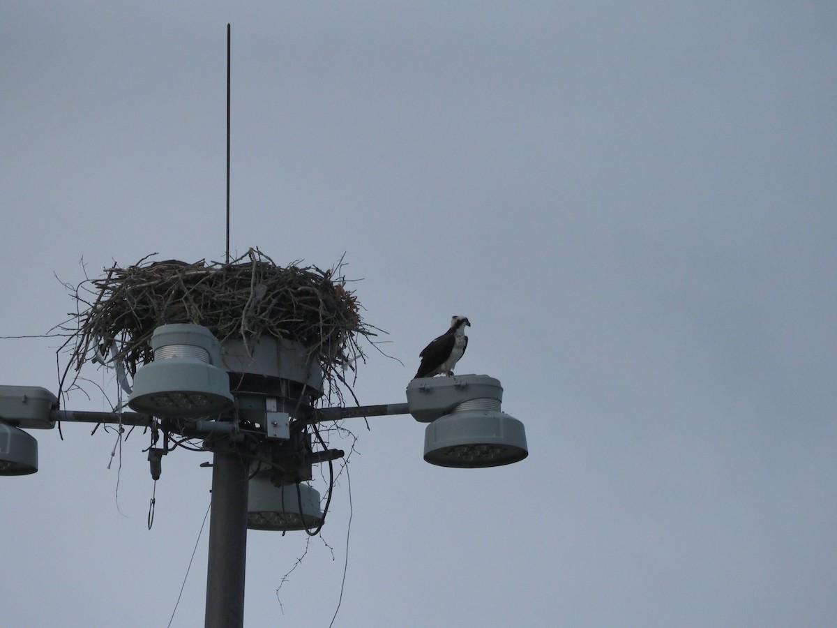 Osprey - ML638357404
