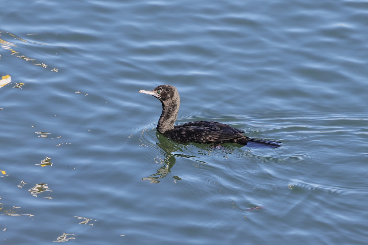 Little Black Cormorant - ML638357407
