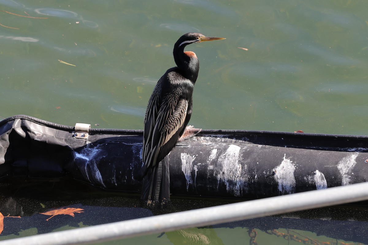 Australasian Darter - ML638357411