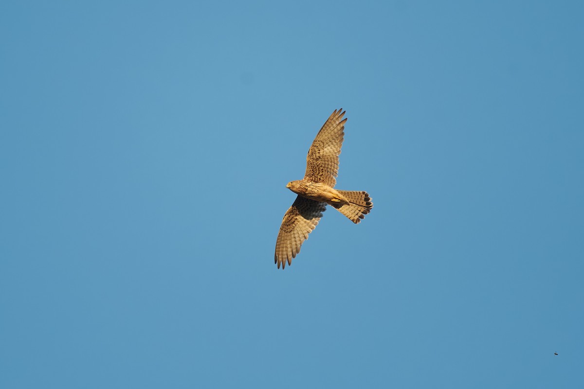 Eurasian Kestrel - ML638357417