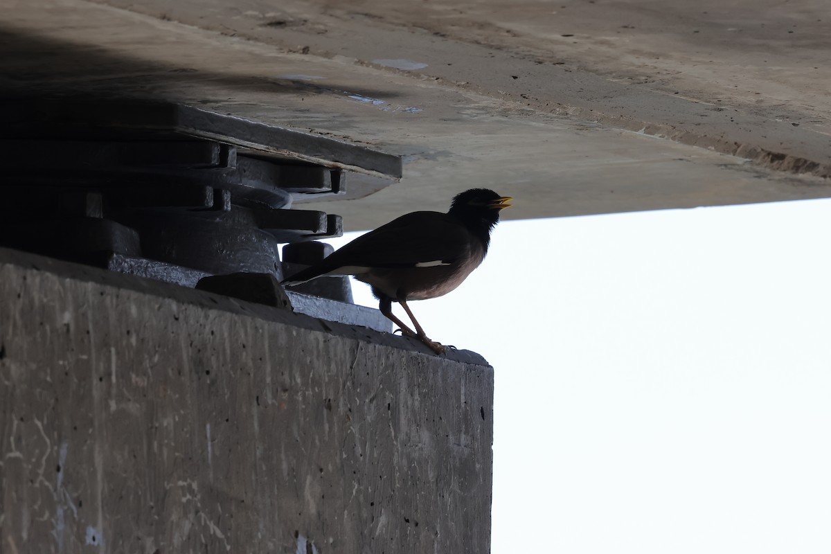 Common Myna - ML638357418