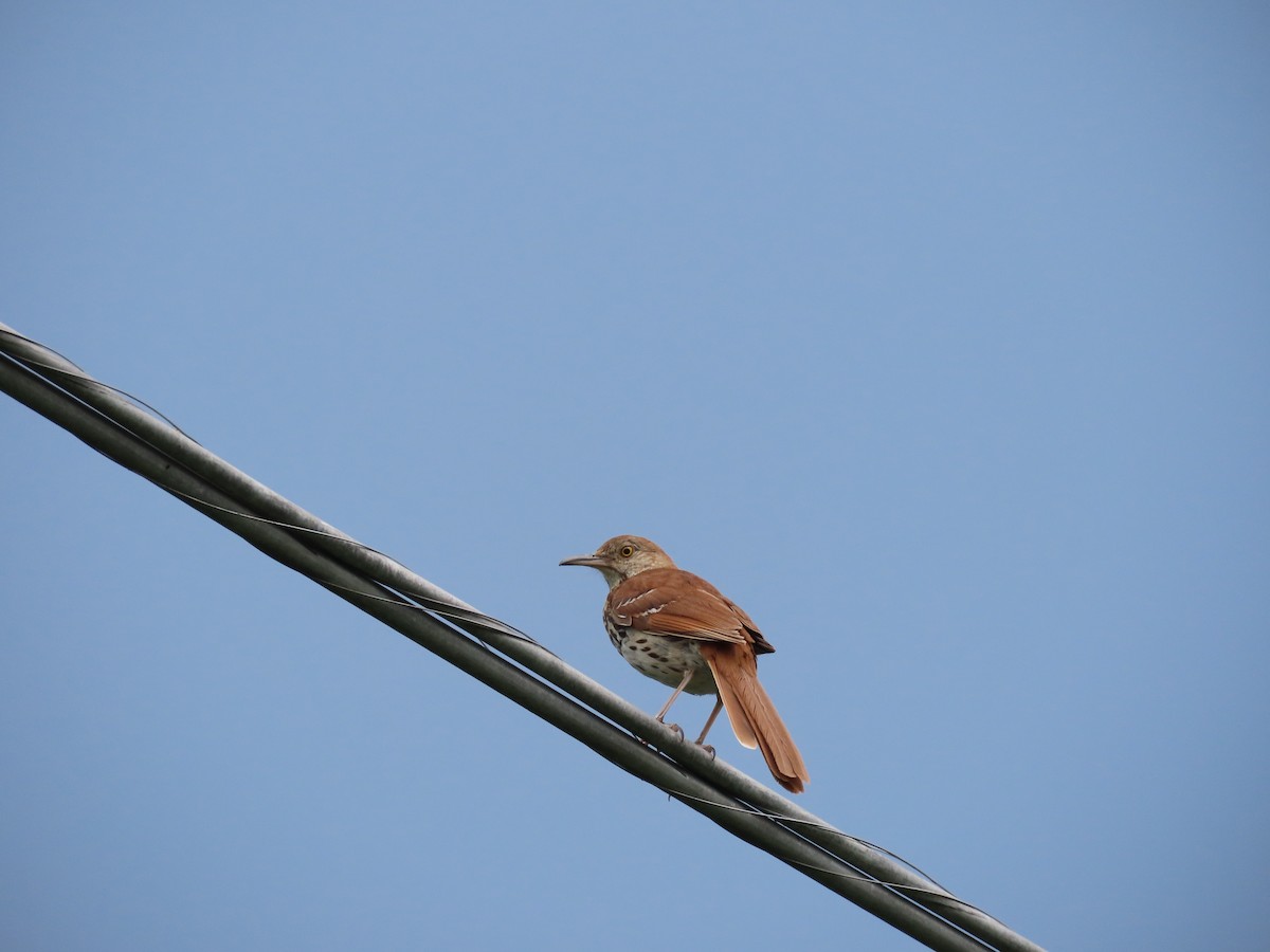 Brown Thrasher - ML638357419