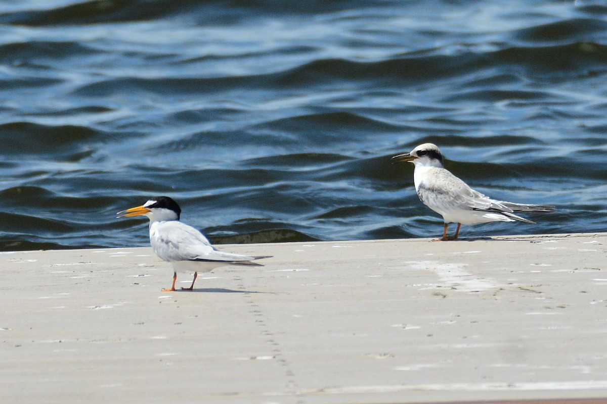 Least Tern - ML638357421