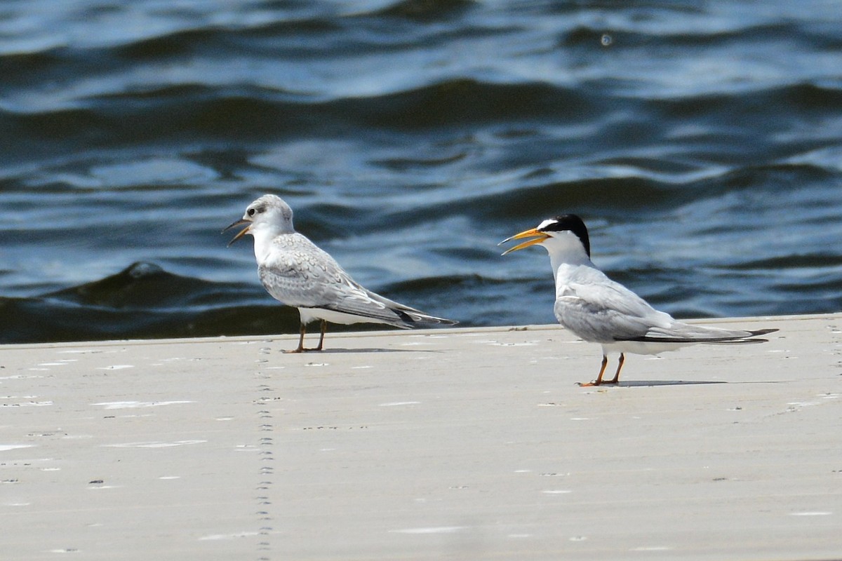 Least Tern - ML638357424