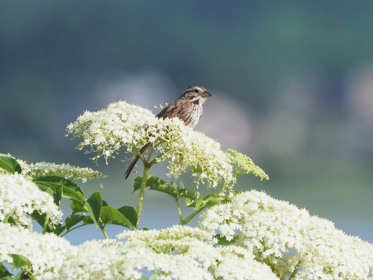 Song Sparrow - ML638357433