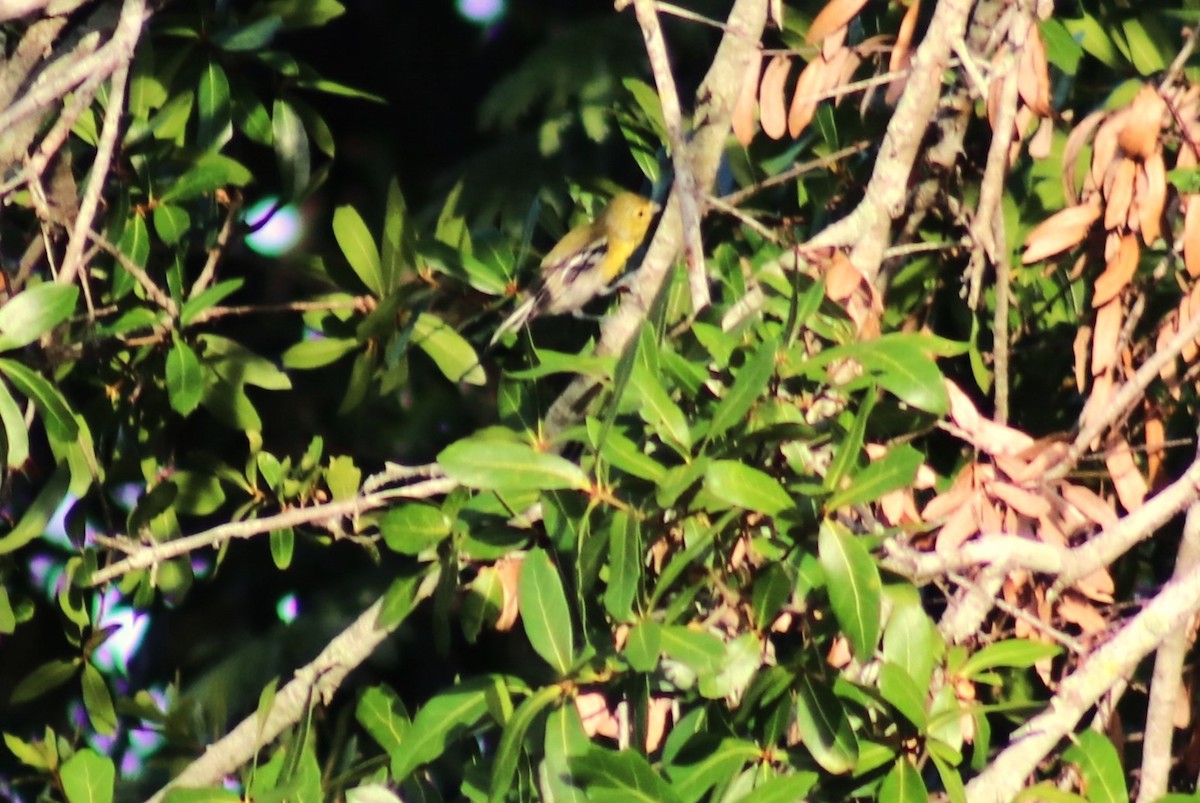 gulbrystvireo - ML638357441