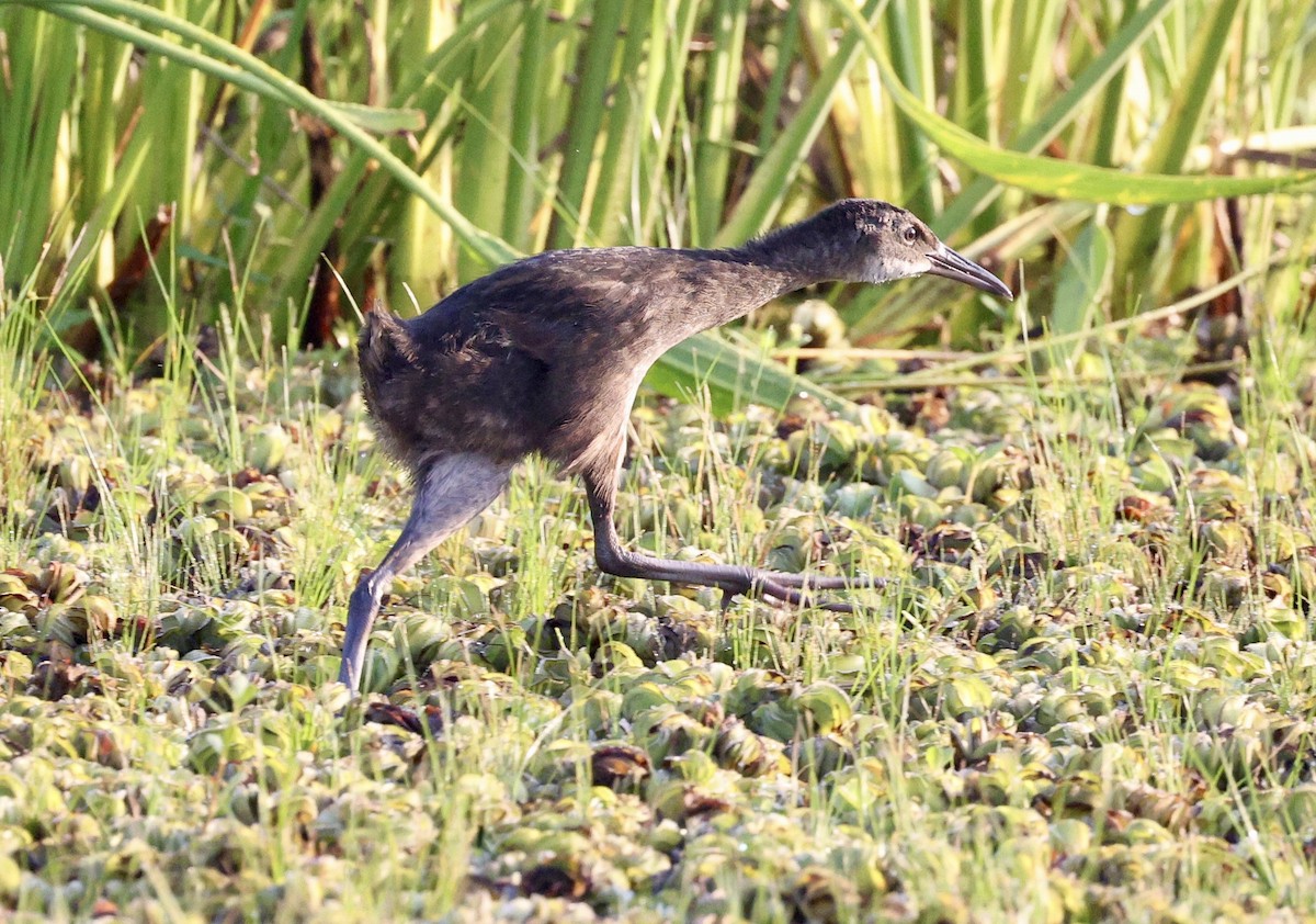 King Rail - ML638357447