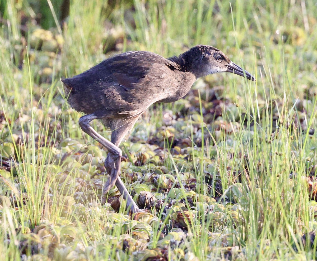 King Rail - ML638357448