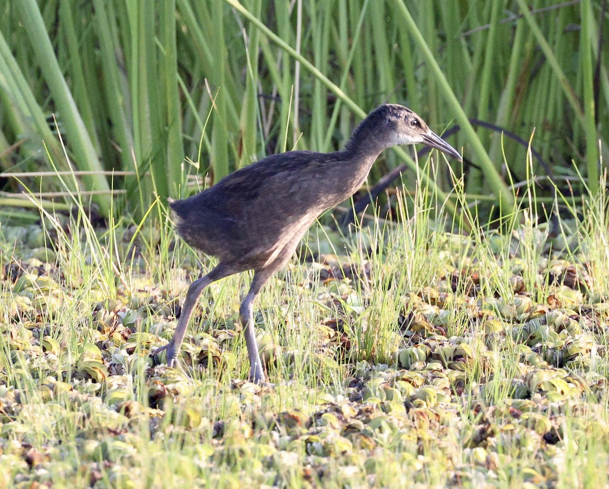 King Rail - ML638357449