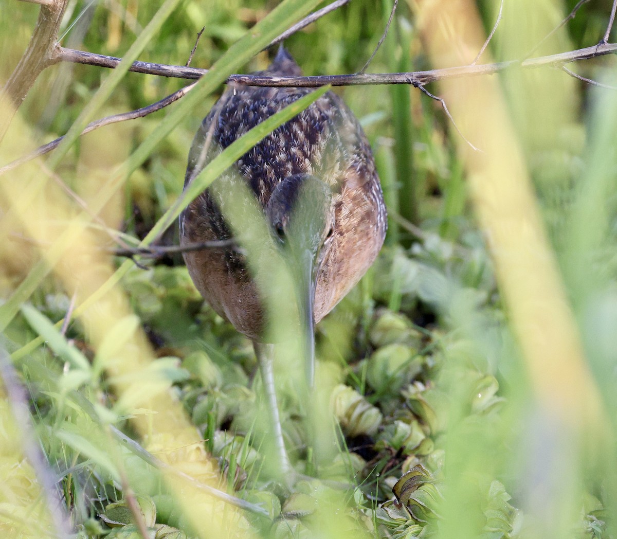 King Rail - ML638357450