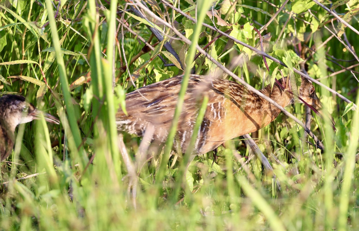 King Rail - ML638357451