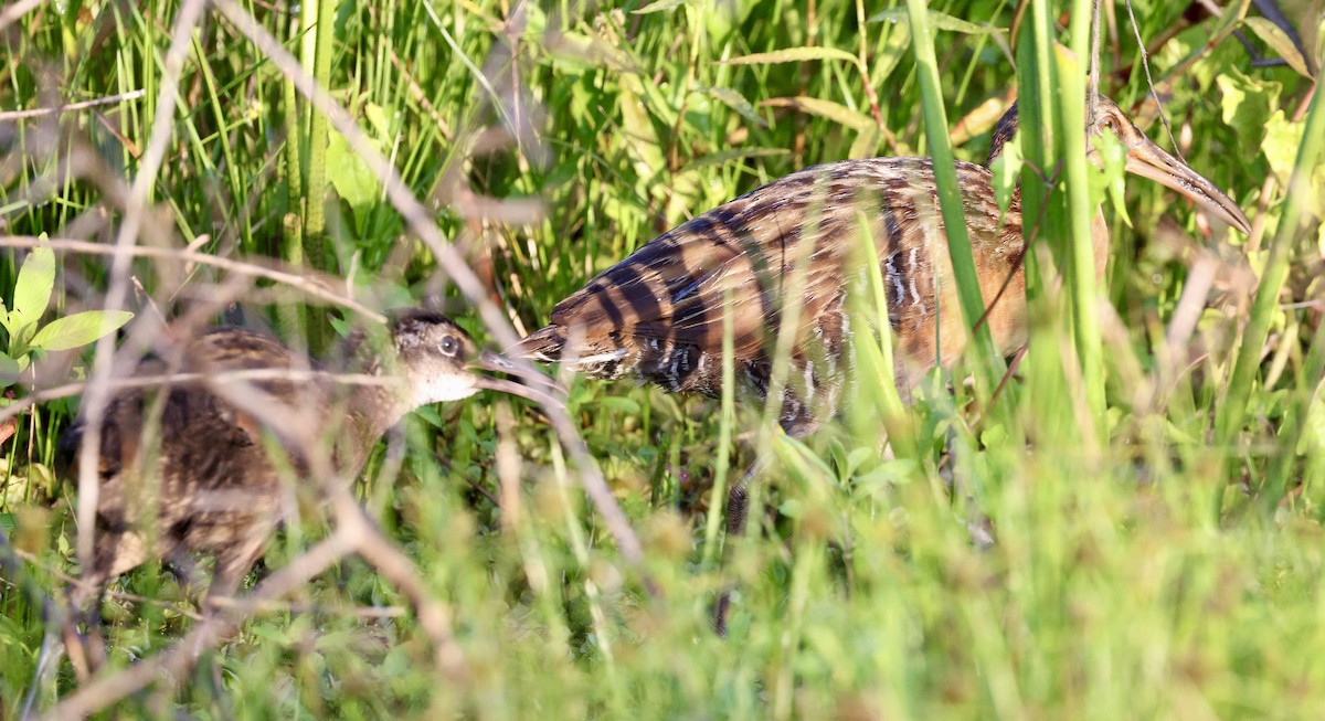 King Rail - ML638357452