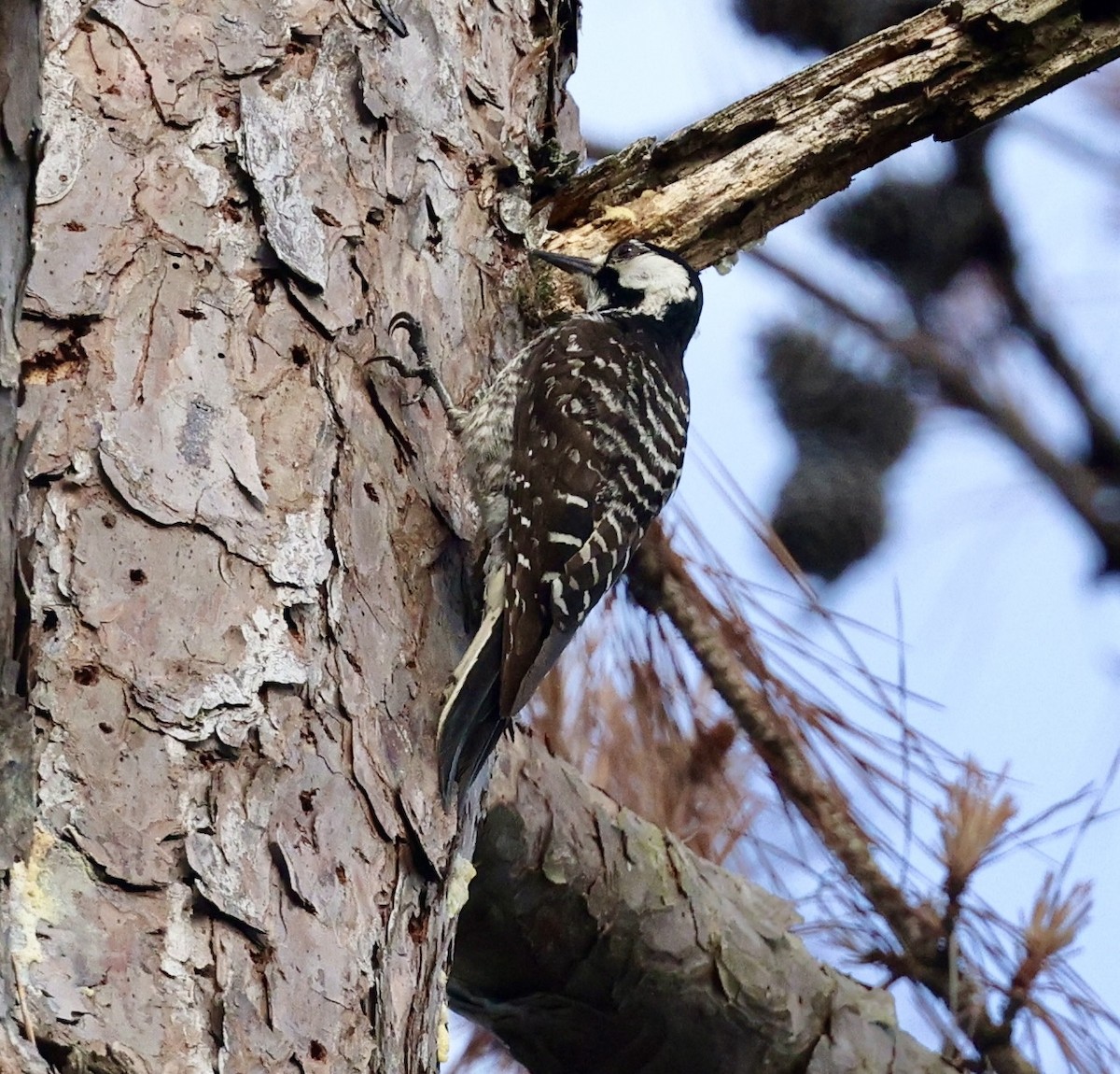Red-cockaded Woodpecker - ML638357457