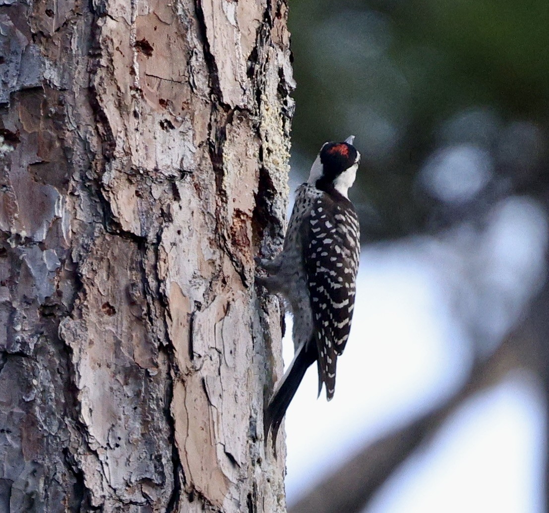 Red-cockaded Woodpecker - ML638357458
