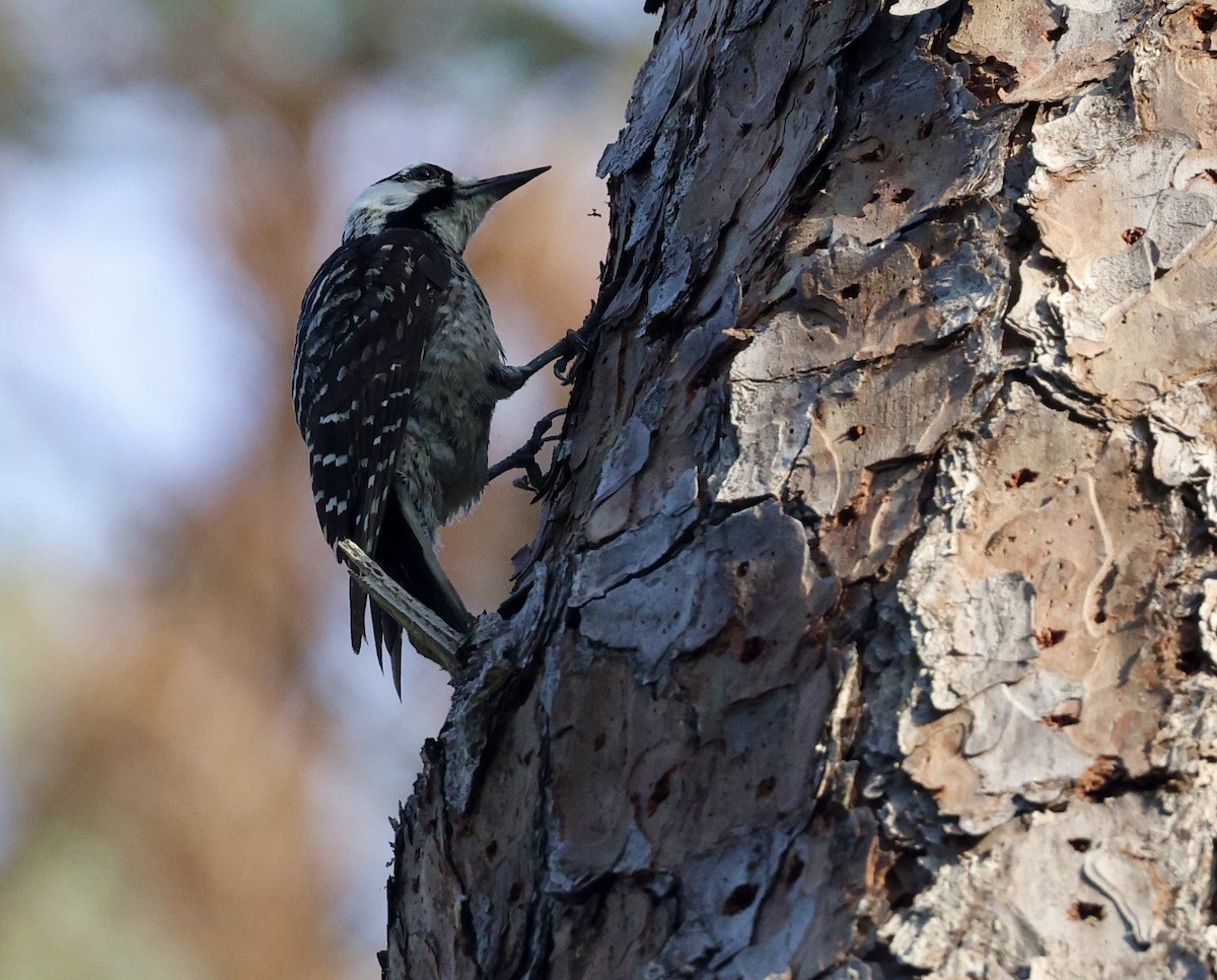 Red-cockaded Woodpecker - ML638357460