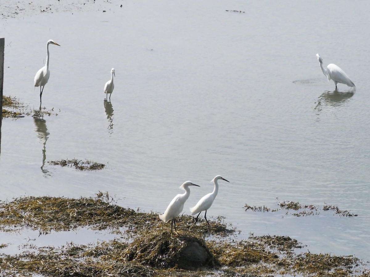Snowy Egret - ML638357490