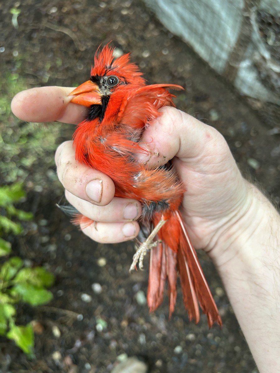 Cardenal Norteño - ML638357492