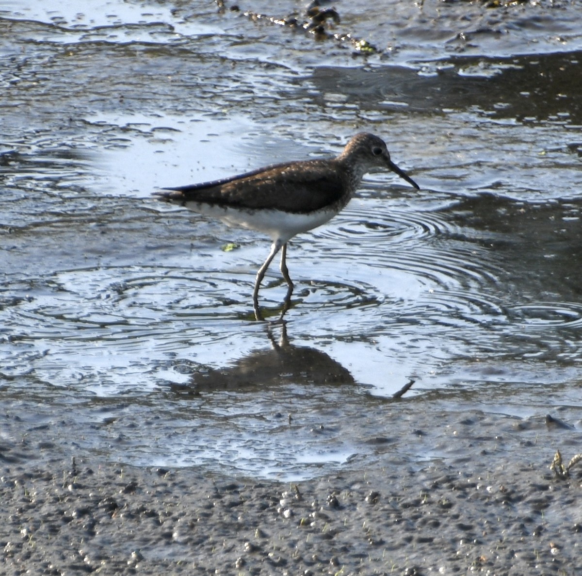 Solitary Sandpiper - ML638357502