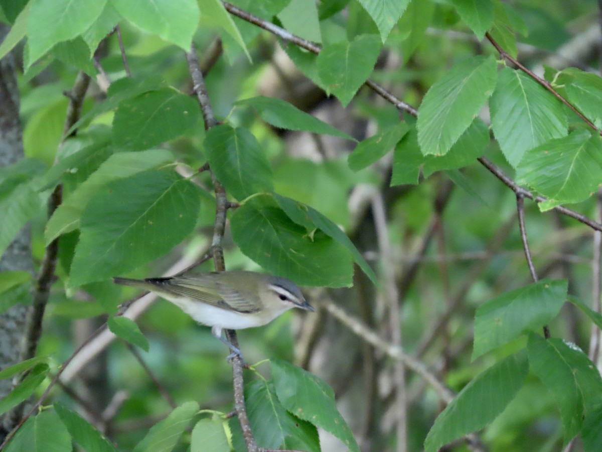 Vireo begigorria - ML638357518