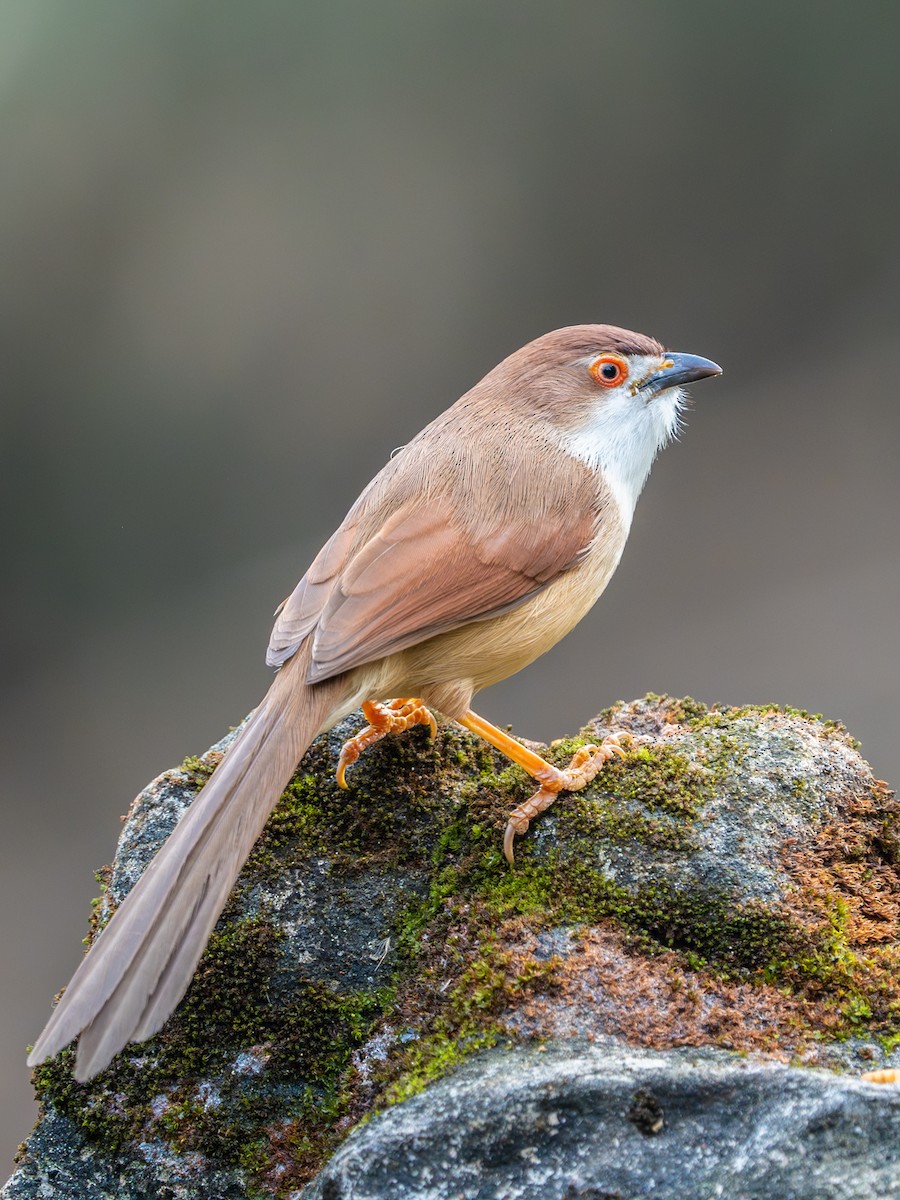 Timalí Ojigualdo - ML638357519