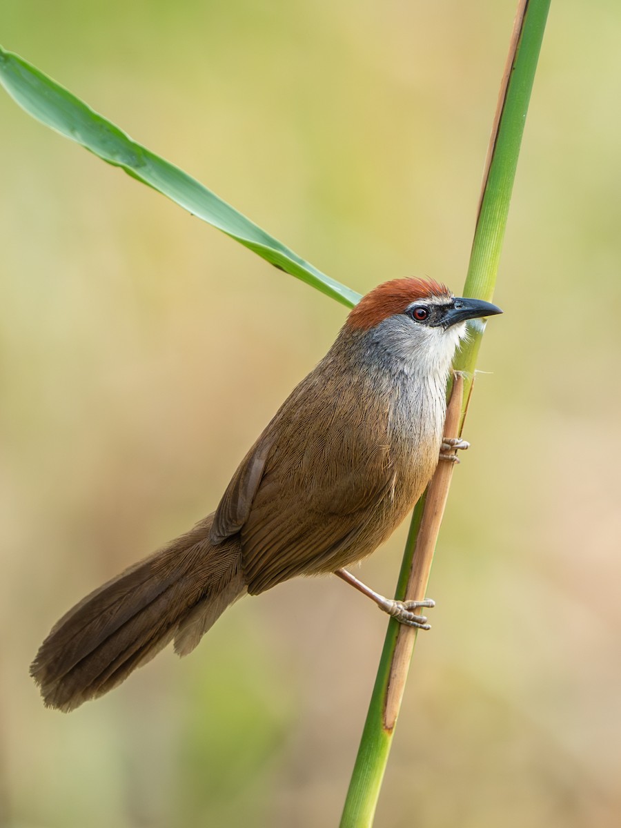 Timalí Capirotado - ML638357520