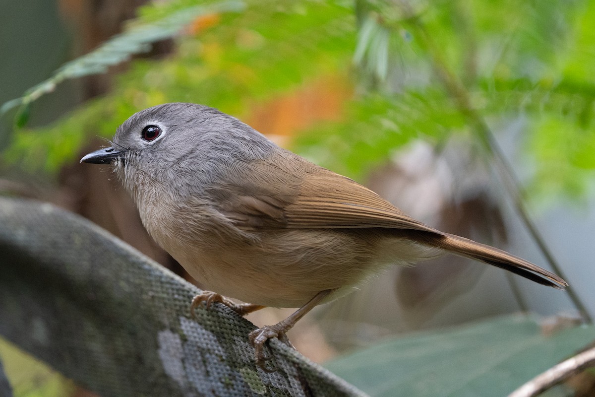 hubeifulvetta - ML638357536