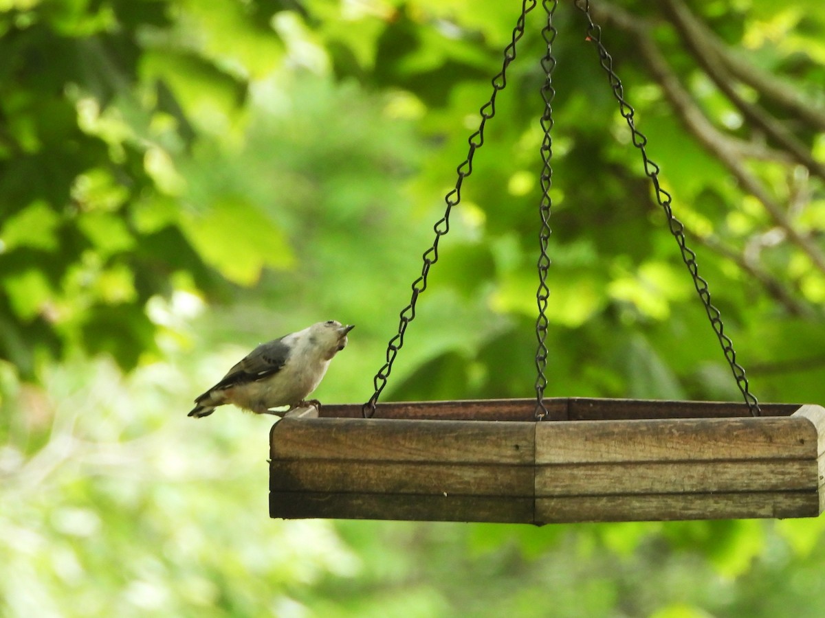 White-breasted Nuthatch - ML638357537