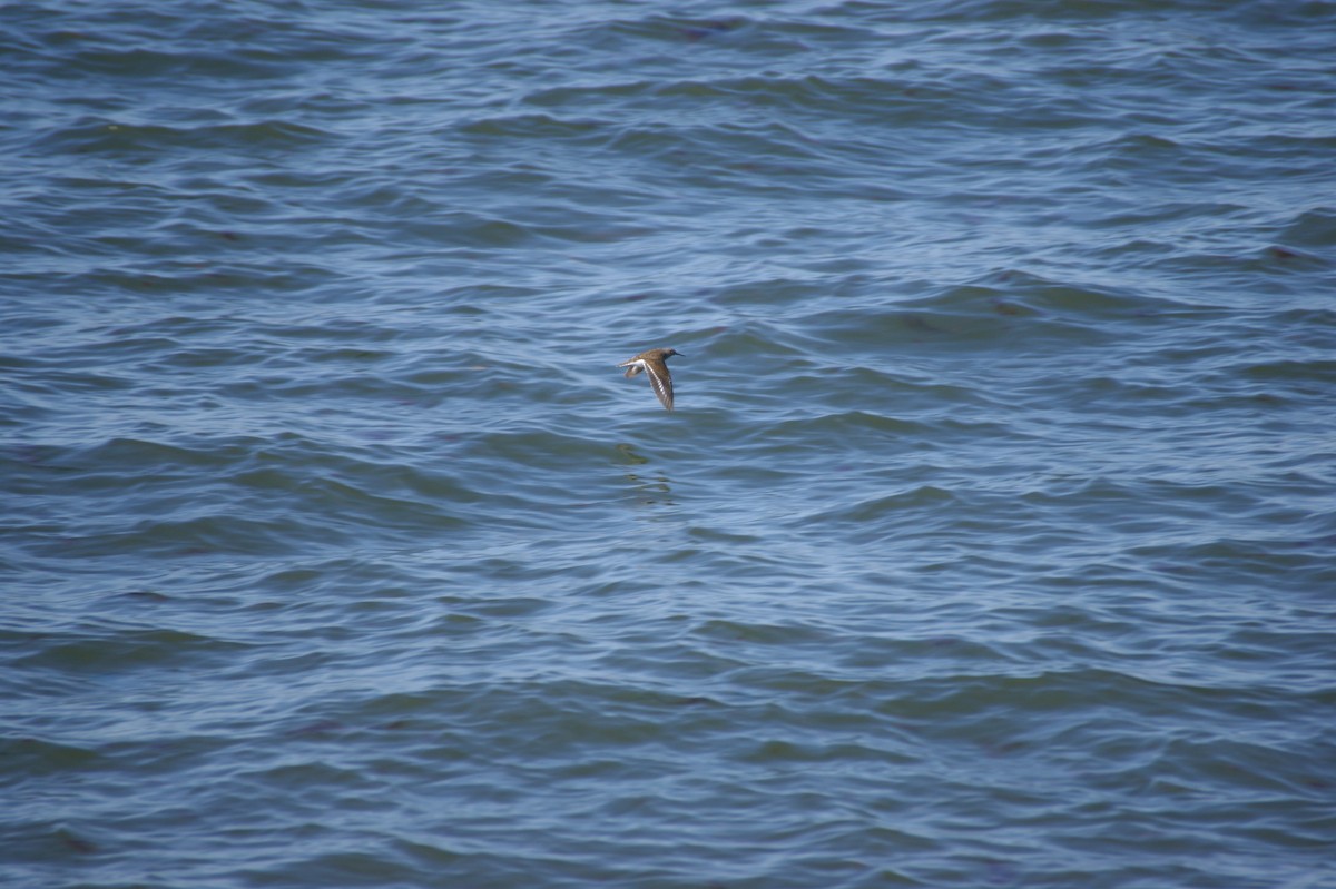 strandsnipe - ML638357543