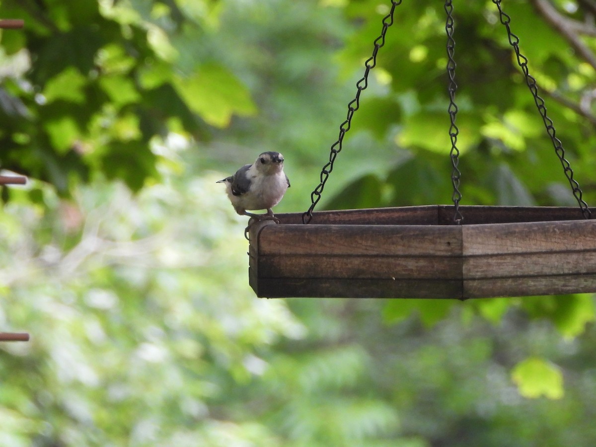 White-breasted Nuthatch - ML638357546