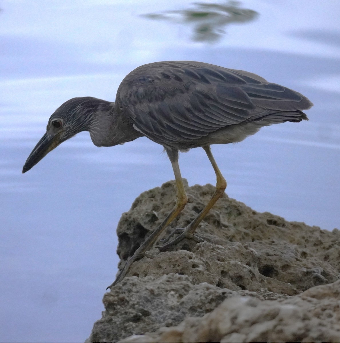 Krabbenreiher - ML638357548