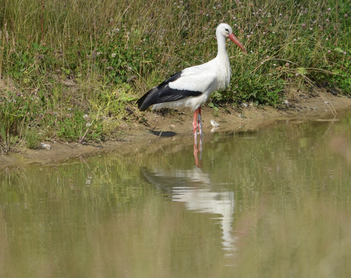 stork - ML638357554