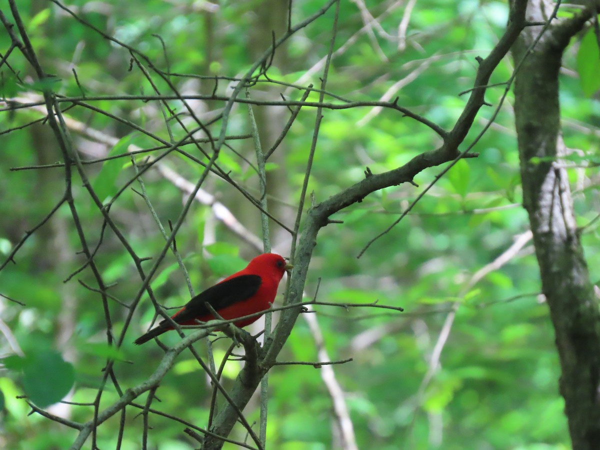 Scarlet Tanager - ML638357588