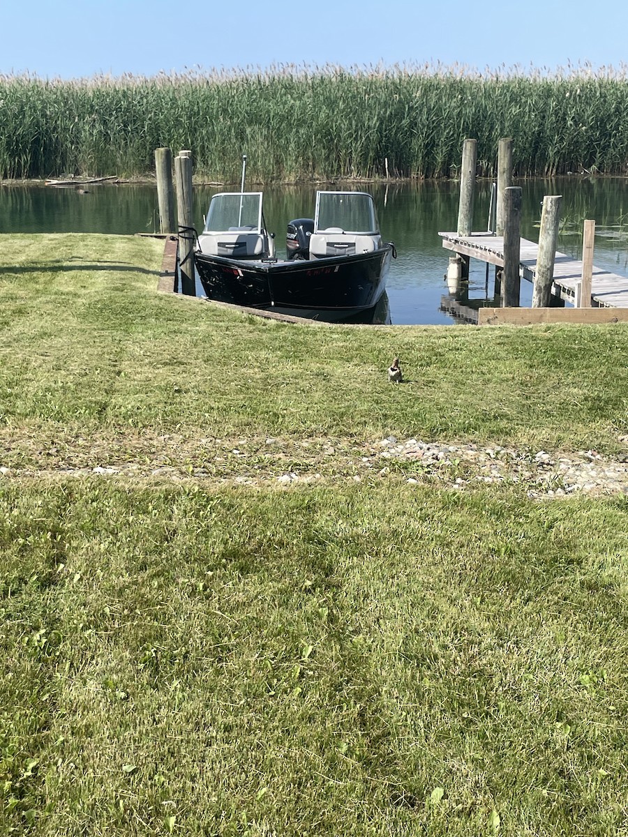 Goldspecht - ML638357593