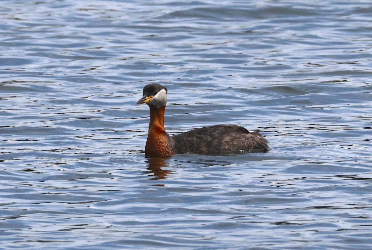 Red-necked Grebe - ML638357600