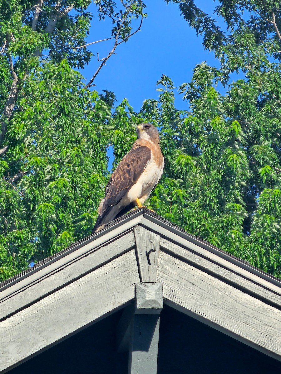 Swainson's Hawk - ML638357606