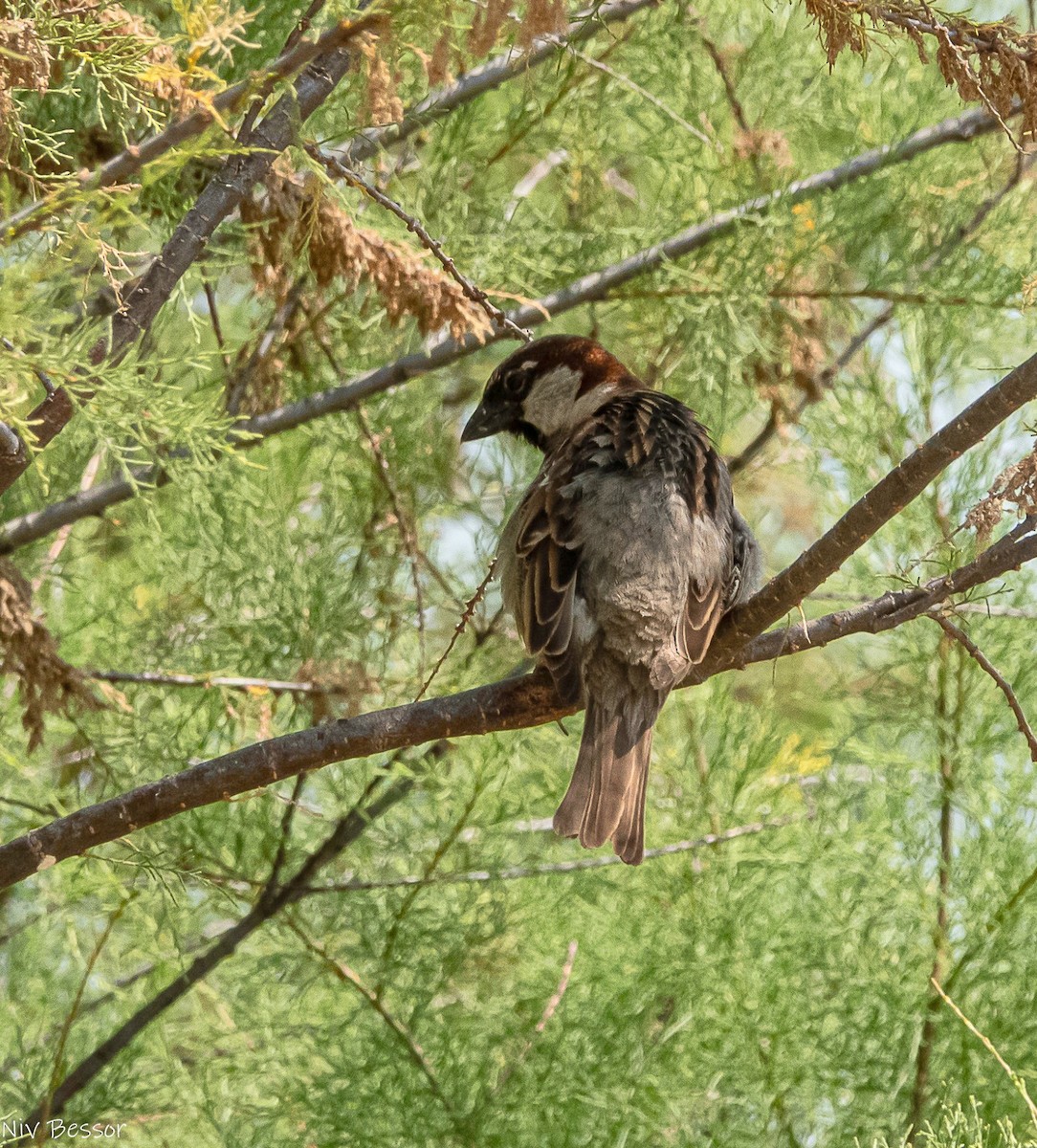 House Sparrow - ML638357620
