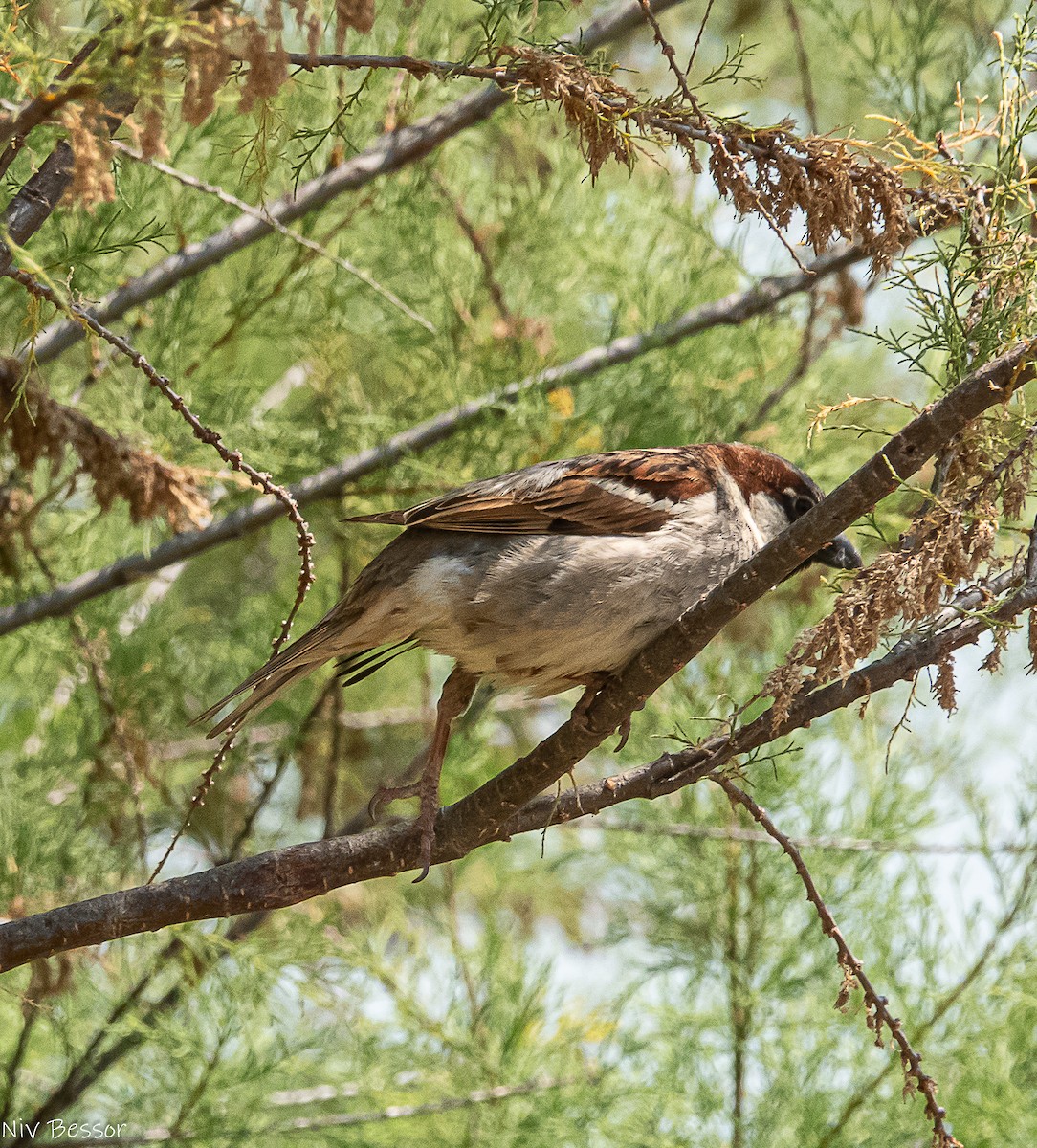 House Sparrow - ML638357621
