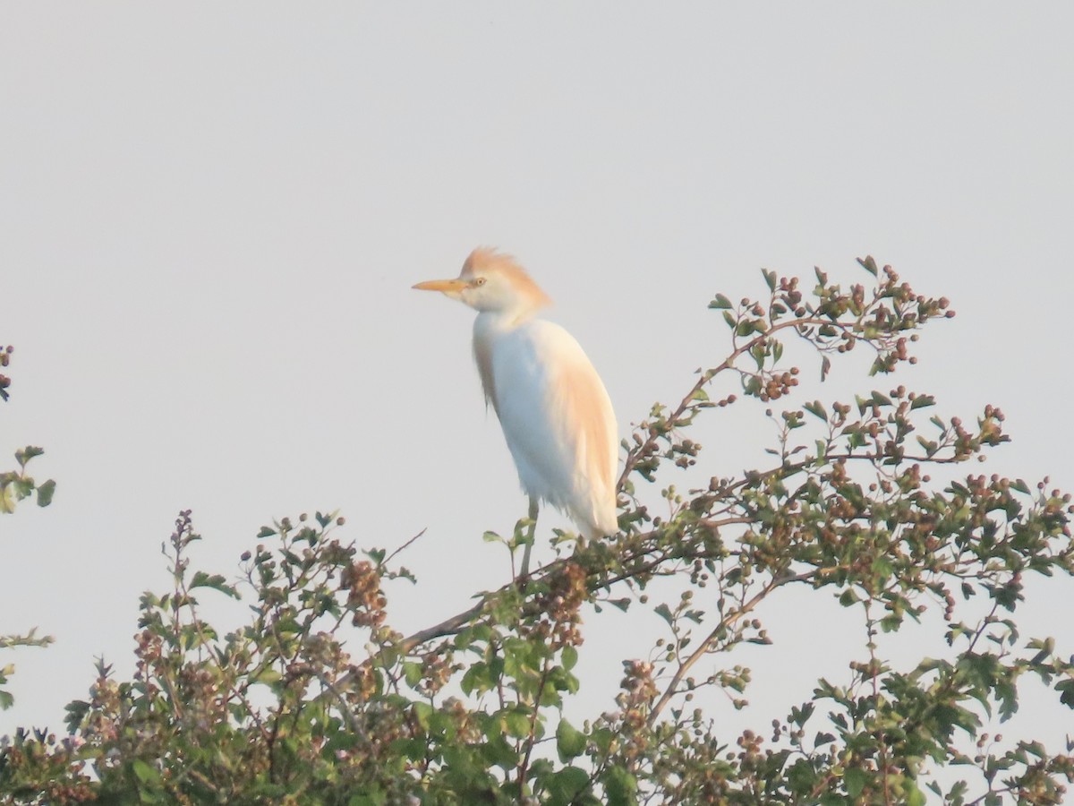 Western Cattle-Egret - ML638357641