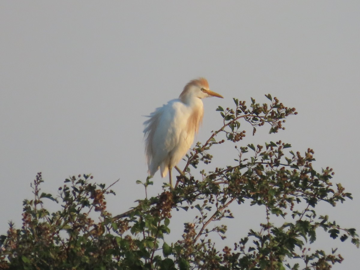 Western Cattle-Egret - ML638357642