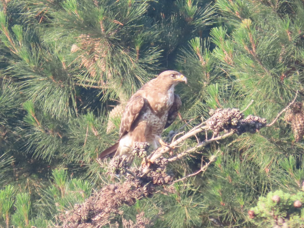 Канюк звичайний - ML638357646