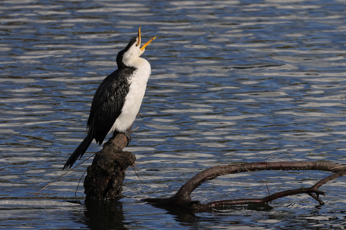Little Pied Cormorant - ML638357662