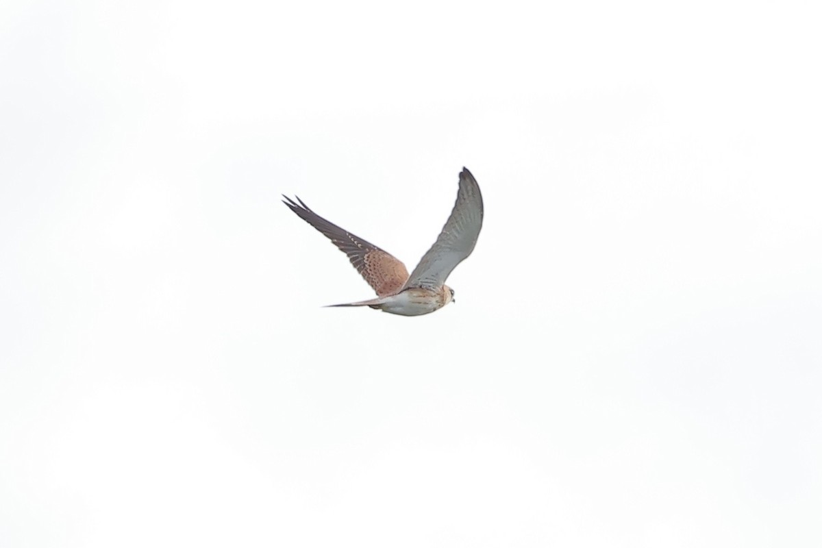 Nankeen Kestrel - ML638357680