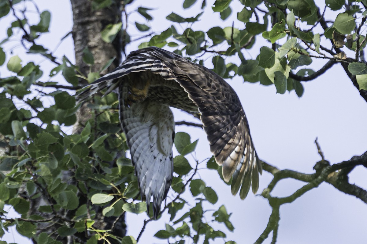 Broad-winged Hawk - ML638357696