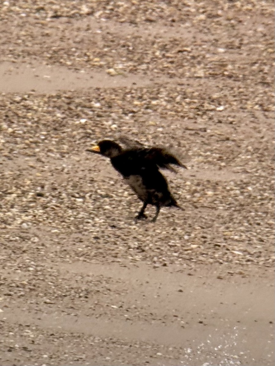 Black Scoter - ML638357699