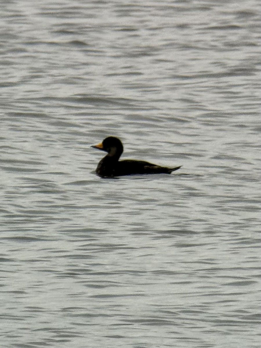 Black Scoter - ML638357700