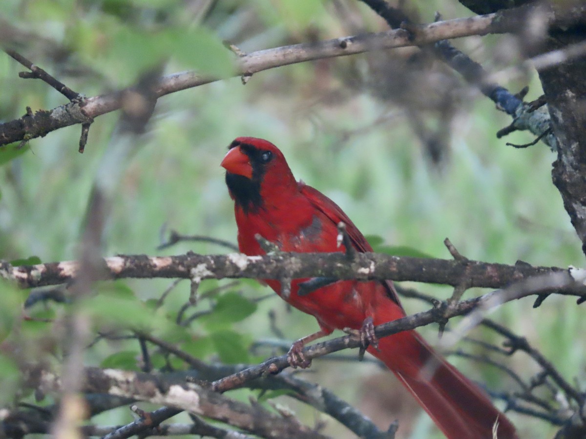 Cardenal Norteño - ML638357714