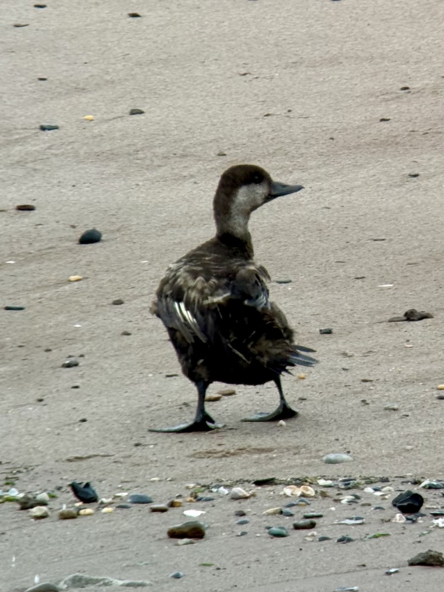 Black Scoter - ML638357717