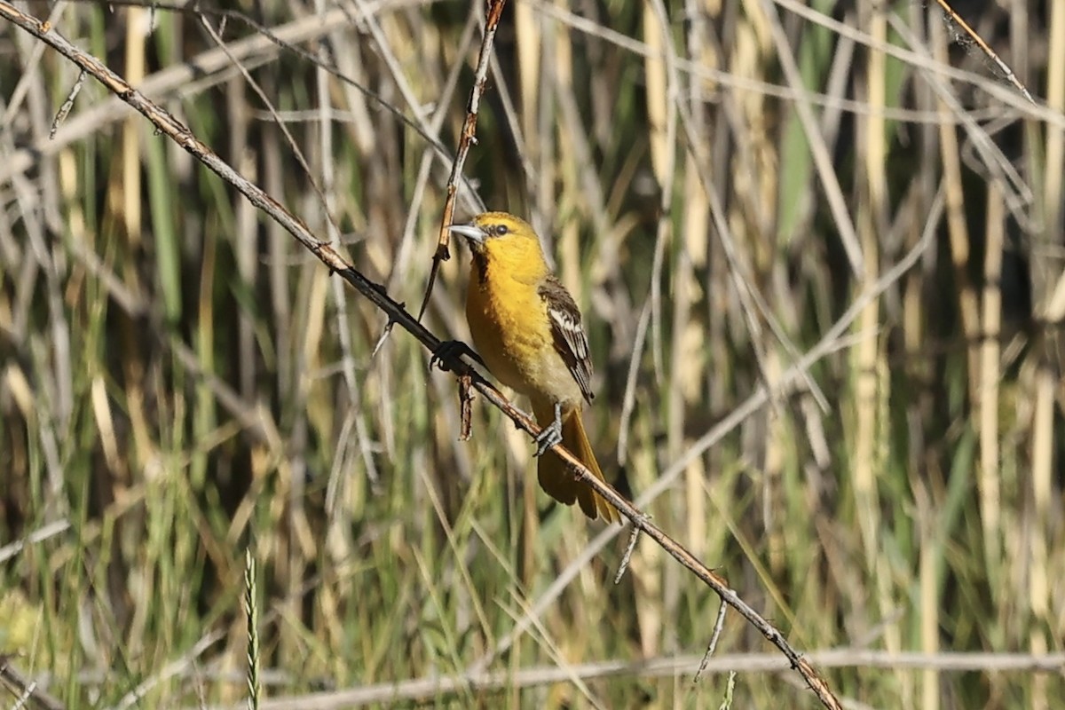Bullock's Oriole - ML638357722