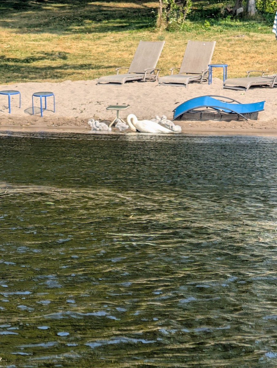 Trumpeter Swan - ML638357727