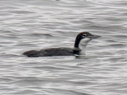 Common Loon - ML638357729